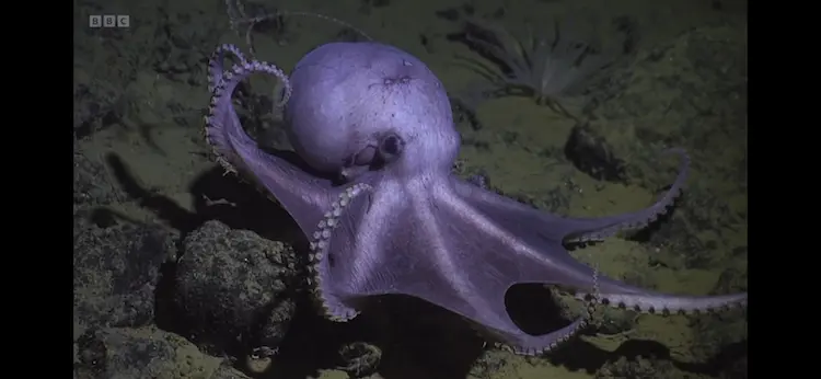 Pearl octopus (Muusoctopus robustus) as shown in Planet Earth III - Ocean